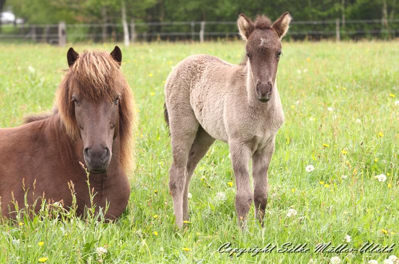 Farsael a.jpg - Farsael von Heidmoor 10 Tage alt